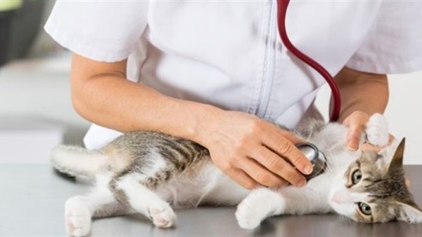 طلاب وخريجي الطب البيطري يطالبون بإعادة التكليف