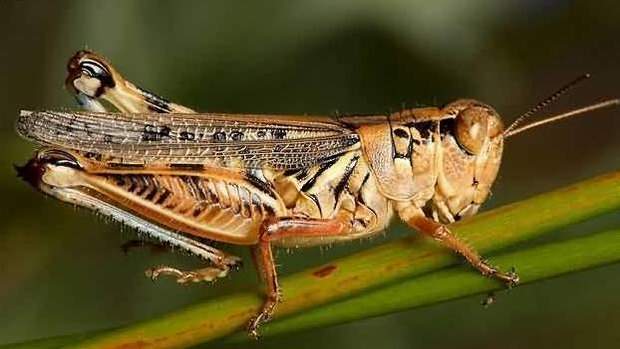 الجراد الصحراوي يغزو مركز باريس بمحافظة الوادي الجديد