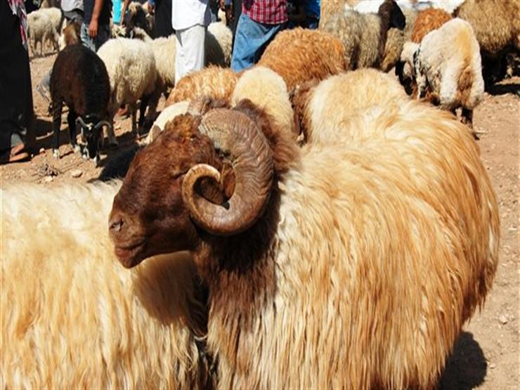 شروط شراء أضحية العيد | أحكام الأضحية في الإسلام | الوقت الشرعي للذبح