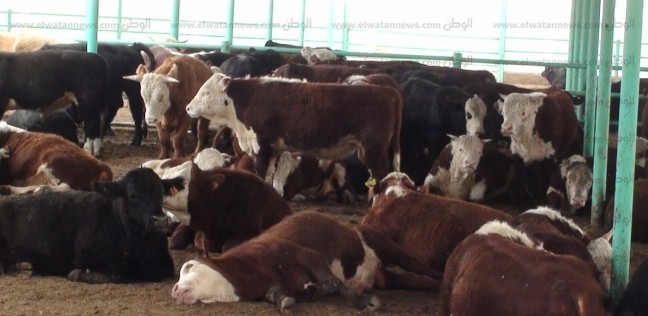 أسعار صكوك الأضحية في الجمعيات الخيرية عيد الأضحى