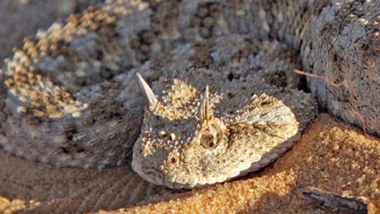 بعد ظهورها في التجمع الخامس | تعرف علي أفعى الطريشة وكيفية الحماية منها