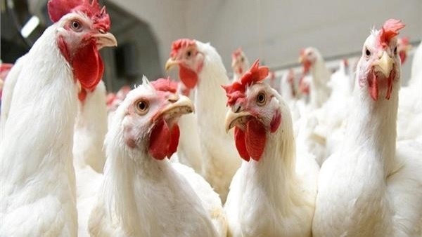 بورصة الدواجن العموميه : أسعار الدواجن اليوم الجمعة 4/10/2019 في الأسواق